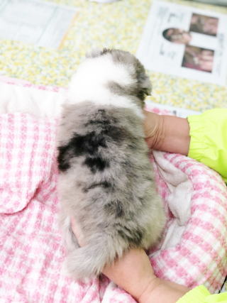 シェルティ　子犬　ブルーマール　女の子　H30.12.24生まれ　画像