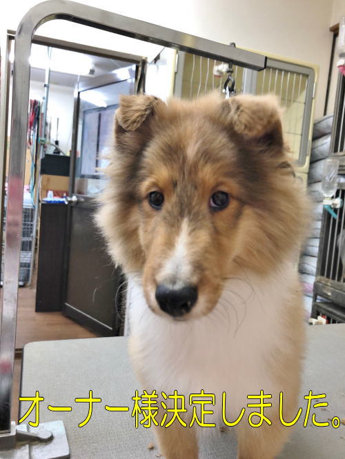 シェルティ　子犬　セーブル＆ホワイト②　男の子　R2.2.3生まれ　画像