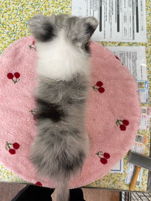 シェルティ　子犬　ブルーマール　女の子　R5.8.6生まれ　背面画像