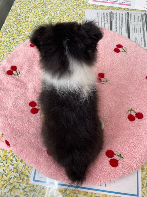 シェルティ　子犬　トライ　女の子　R5.8.6生まれ　背面画像