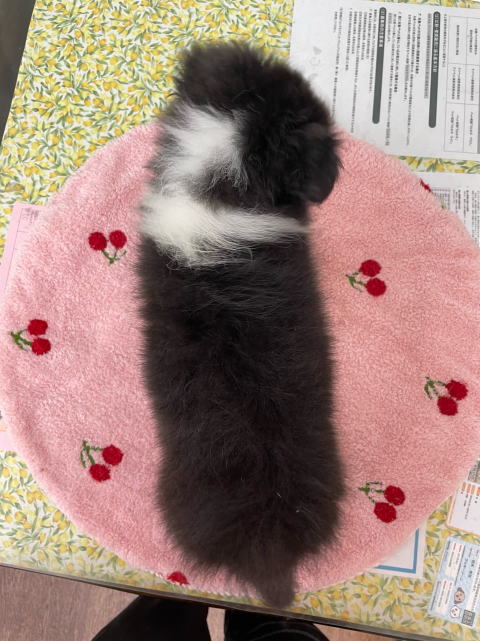 シェルティ　子犬　トライ　男の子　R5.8.6生まれ　背面画像