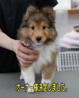 シェルティ　チェリーベビィズ　子犬　セーブル＆ホワイト　男の子　R6.4.4生まれ　正面画像