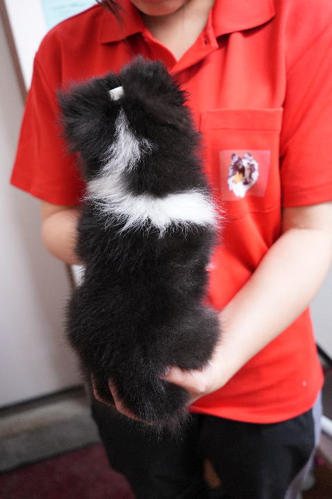 シェルティ　子犬　トライ　女の子(次女)　R5.9.8生まれ　背面画像