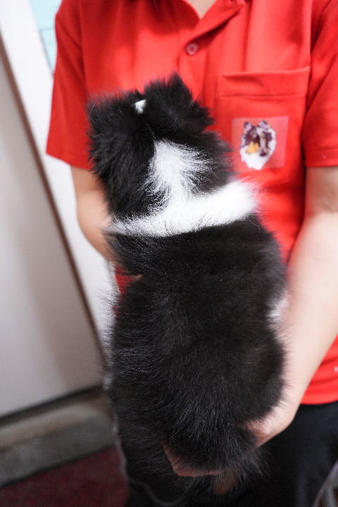 シェルティ　子犬　トライ　男の子(次男)　R5.9.8生まれ　背面画像