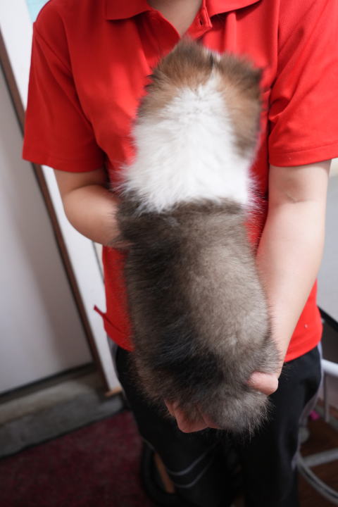 シェルティ　子犬　セーブル＆ホワイト　男の子(長男)　R5.9.8生まれ　背面画像