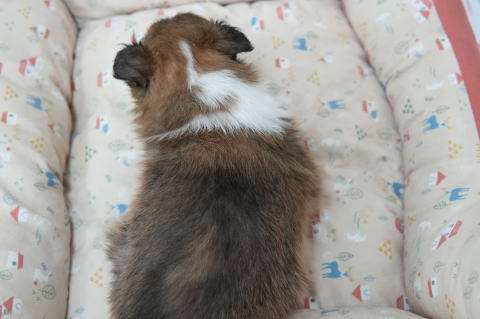 シェルティ　子犬　セーブル＆ホワイト　男の子(次男)　R5.12.7生まれ　背面画像