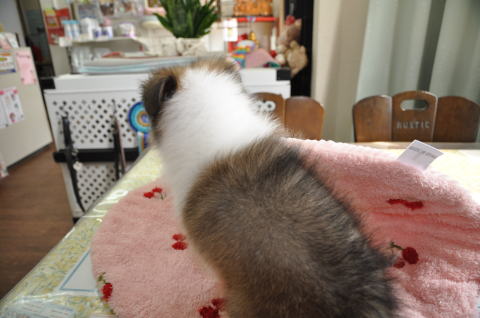 シェルティ　子犬　セーブル＆ホワイト　女の子(長女)　R5.9.8生まれ　背面画像